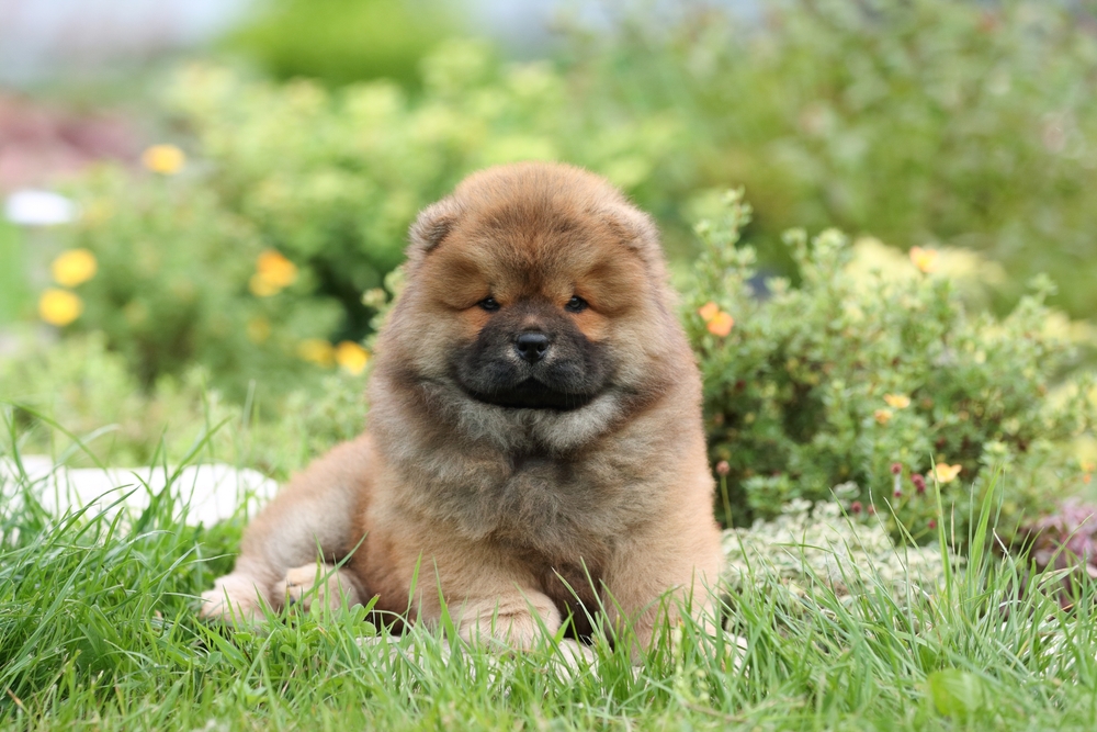 Chow,Chow,Puppy,hundehvalp