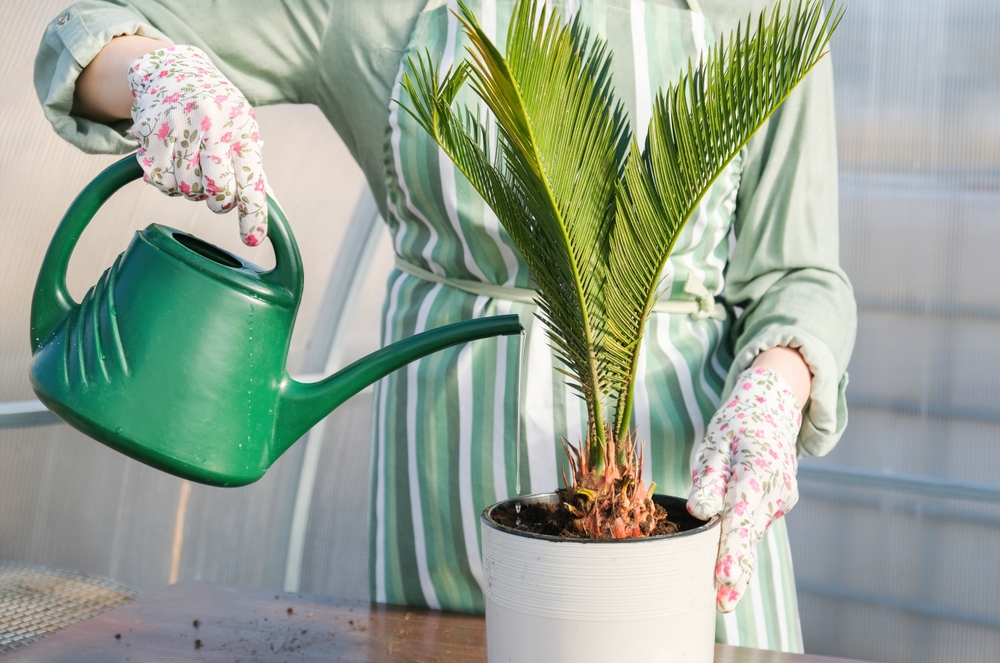 Sago Palm