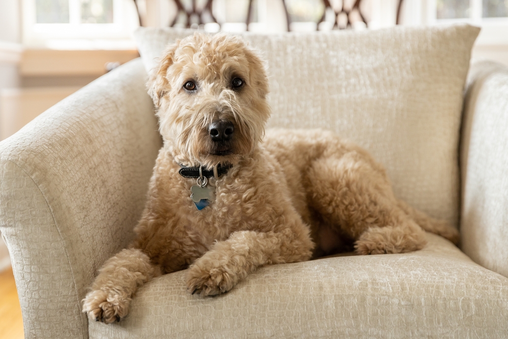 Terrier,Dog,chair,hund,stol