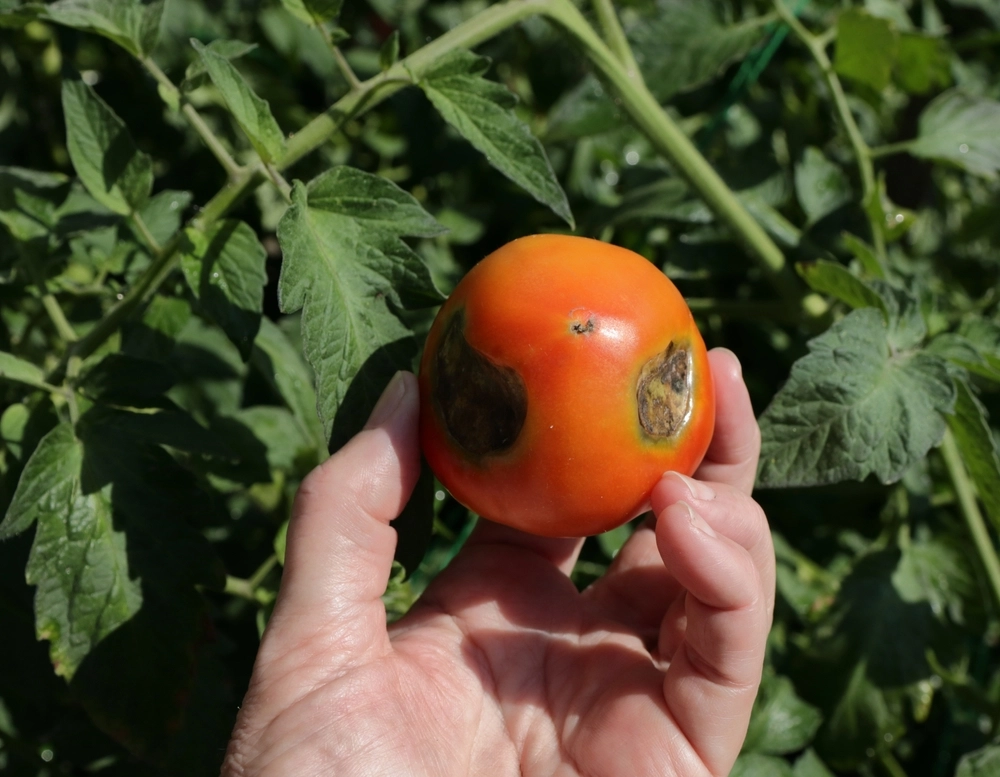 Tomato,Fruit,Plant,With,Black,Spots, tomat, griffelr&aring;te, griffelr&aring;d