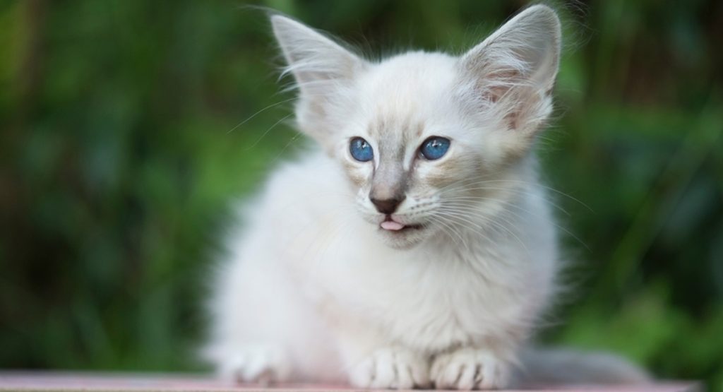 Portrait,Of,A,Sweet,Balinese,Kitten,In,The,Garden,With