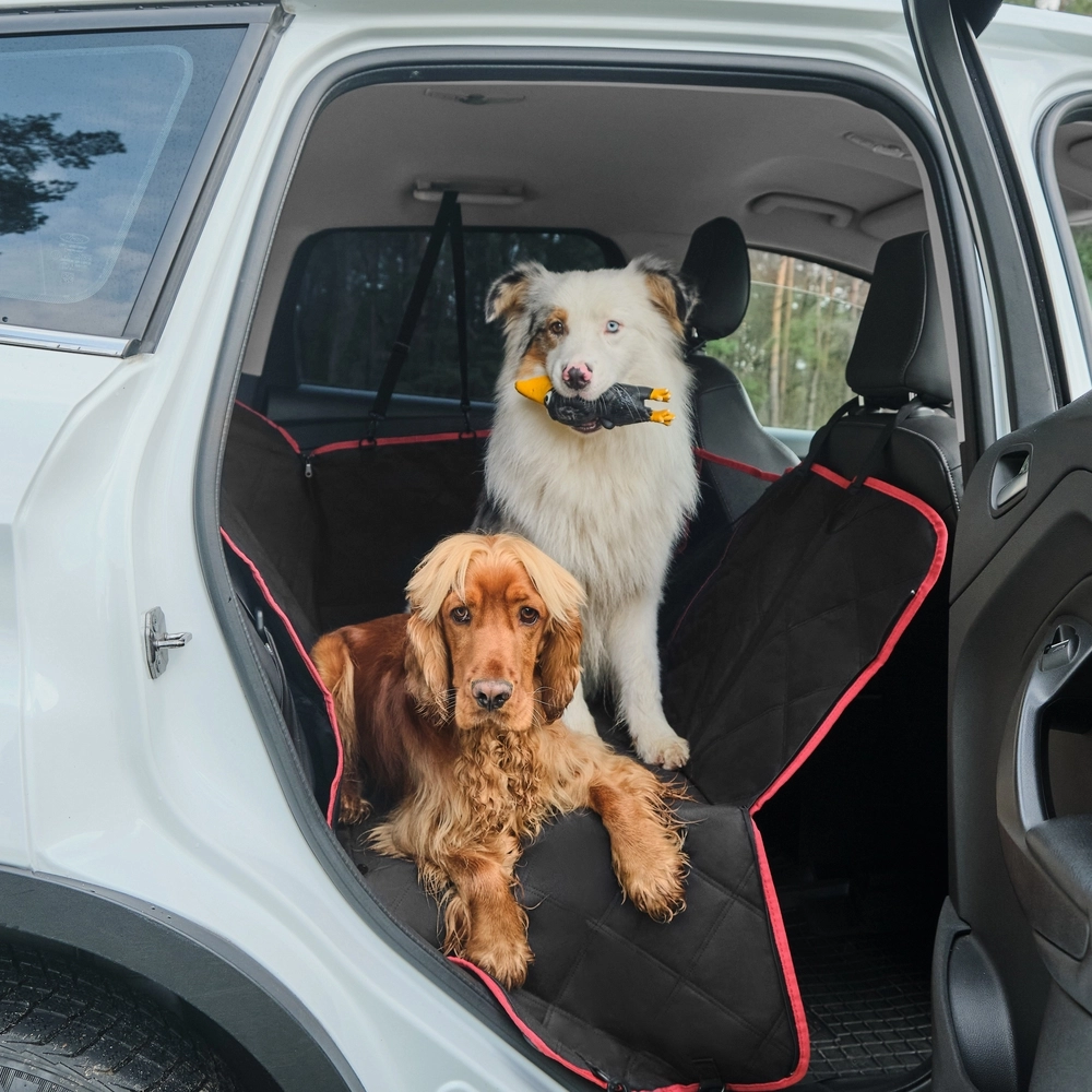 Car,bil,dog,hund