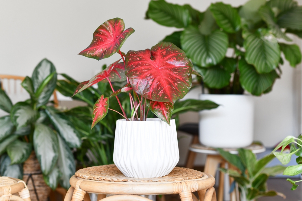 Caladium
