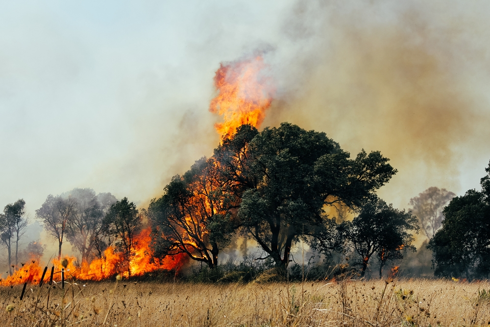 A,Tree,Devoured,By,Flames,Forest,Fire,Affecting,The,City