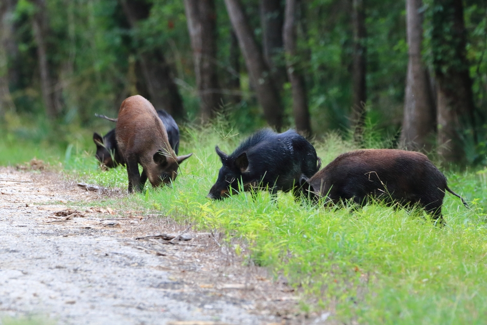 Wild,Boar, Wildschwein,vildsvin