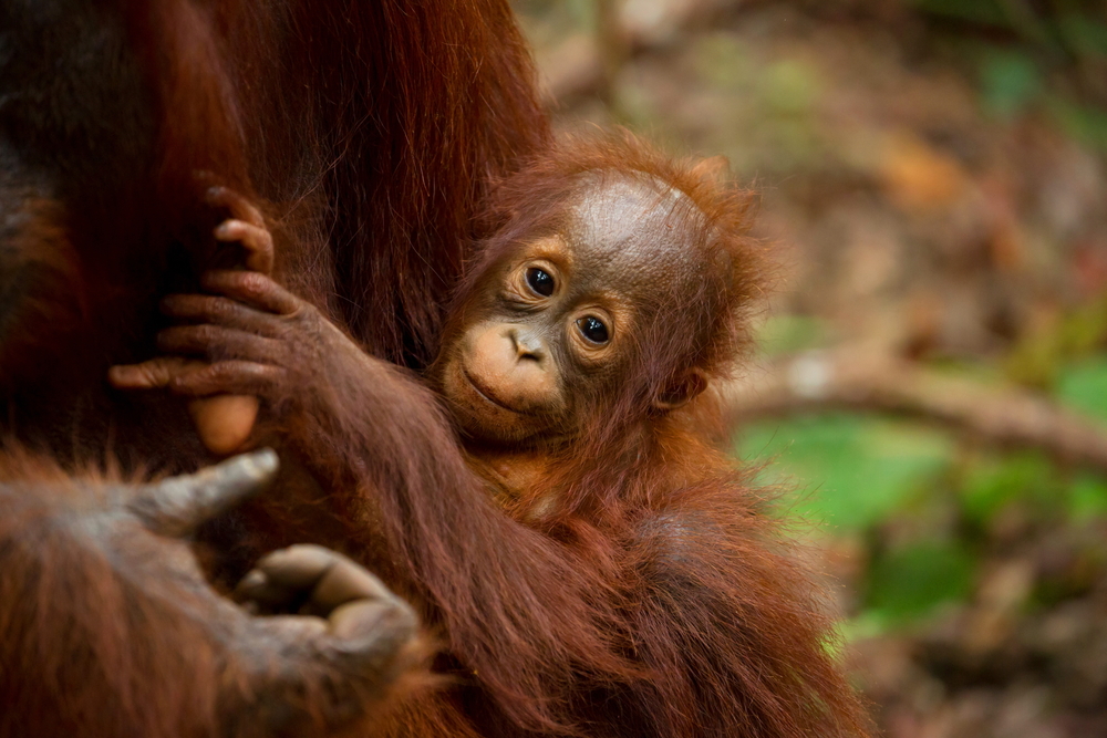 Orangutan, monkey, abe