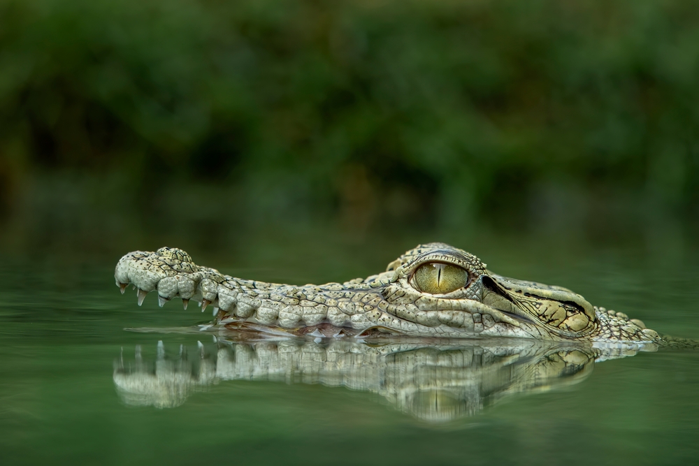 Alligator, krokodille