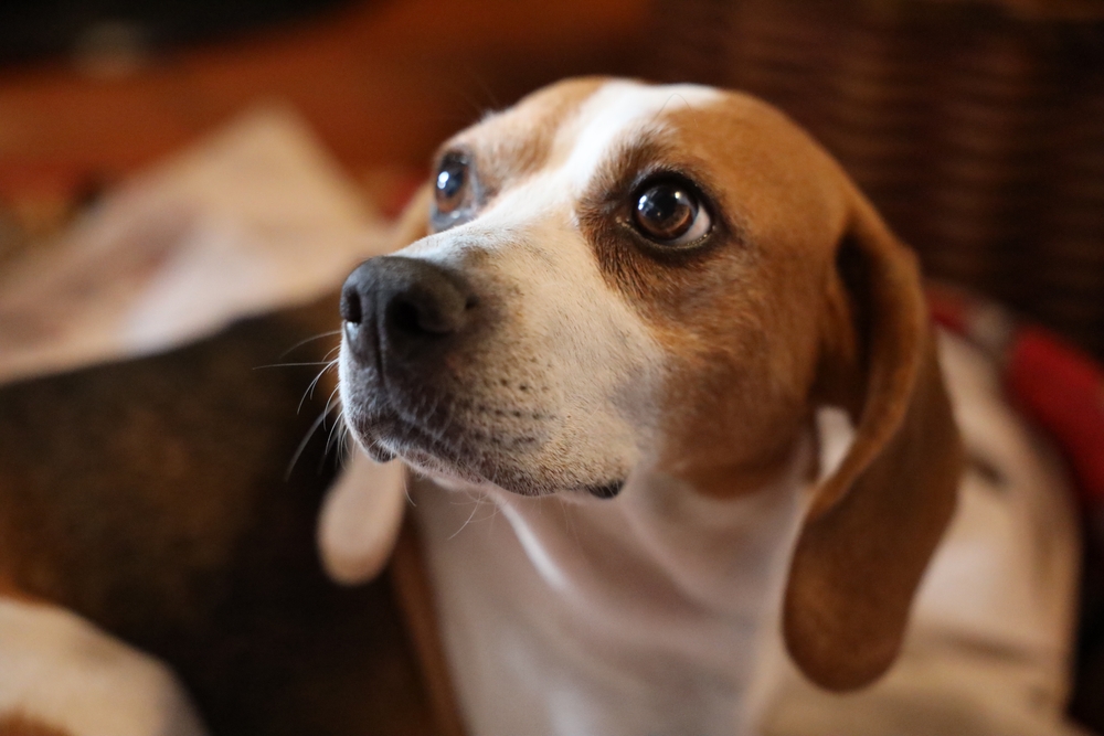Beagle,Puppy,