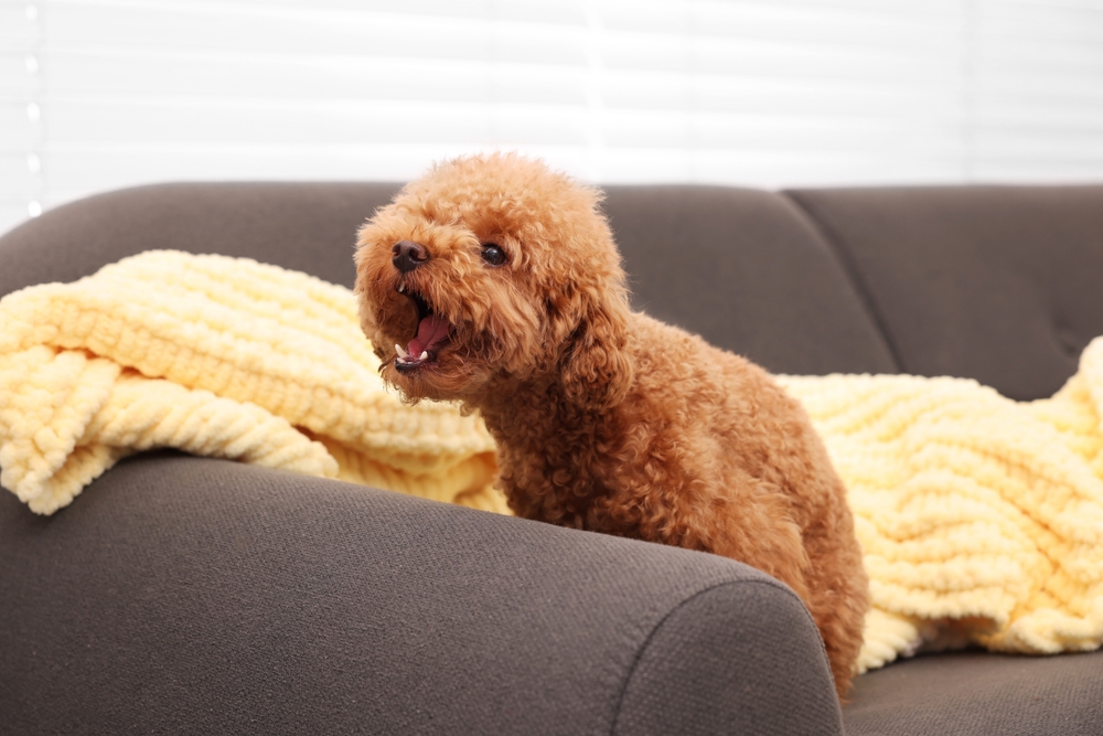 Maltipoo,Dog,bark,hund,gøer
