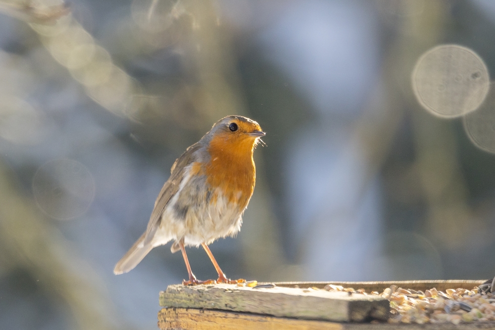 bird,fugl