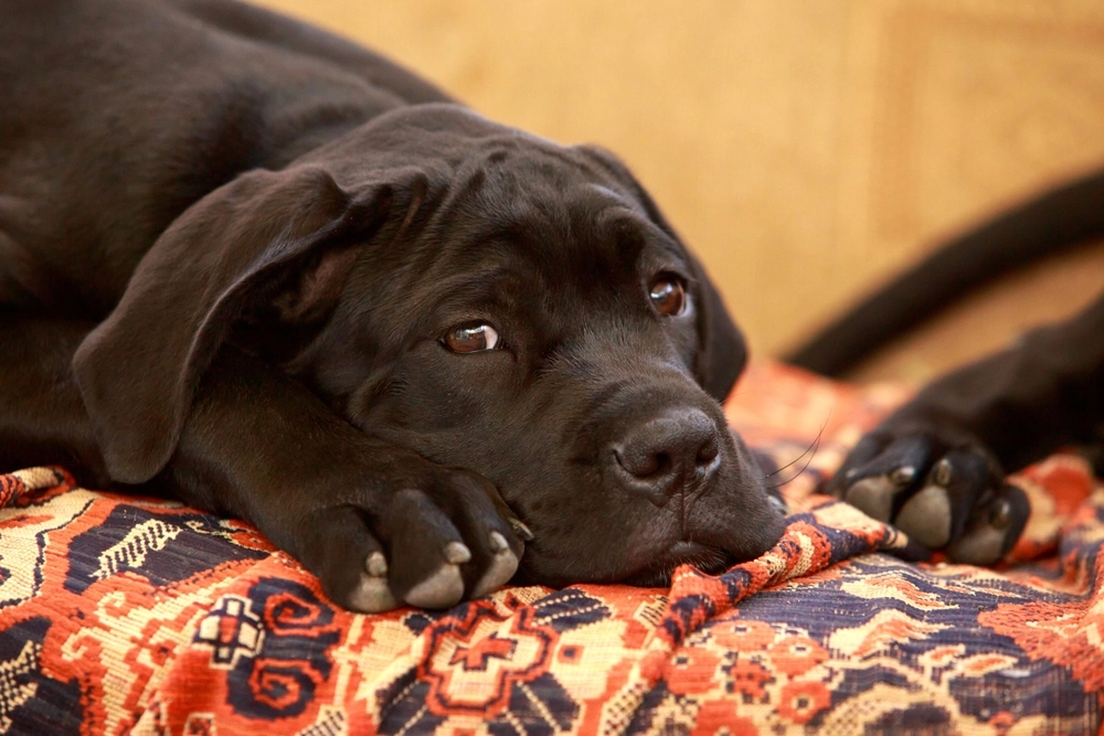 Labrador,Dog,hund