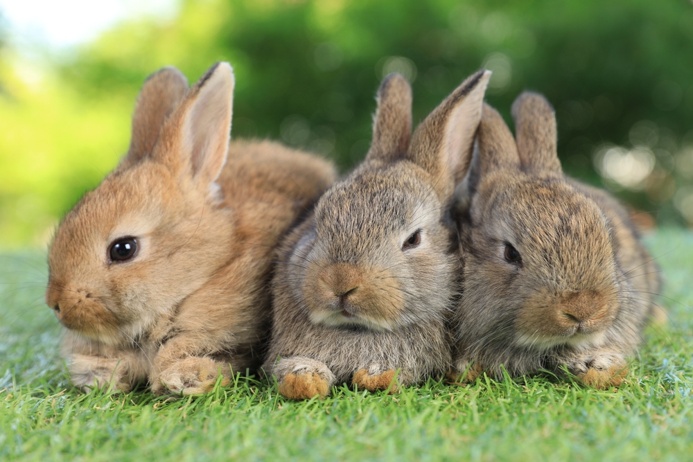 Group,Bunny,Rabbits,gruppe,kaniner