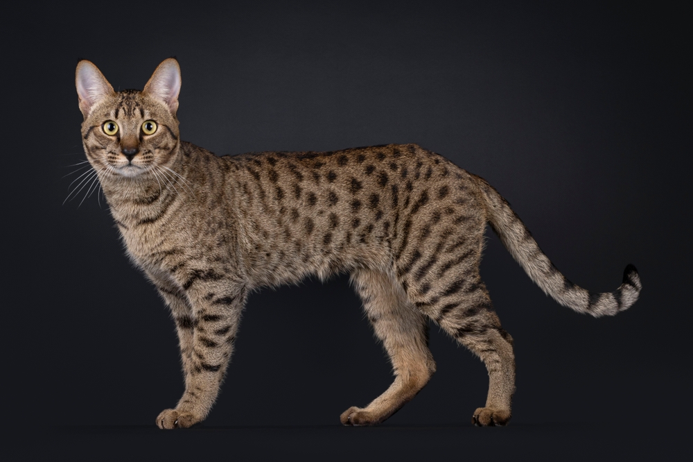 cat, kat, Katze