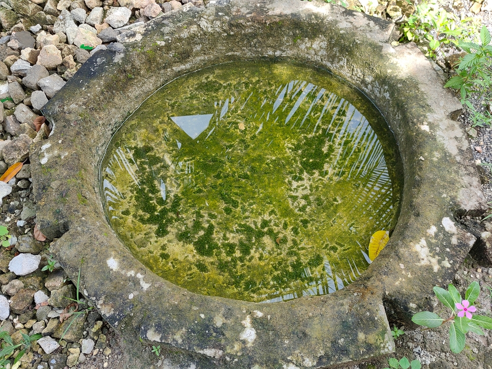 birdbath,pond,fuglebad,dam