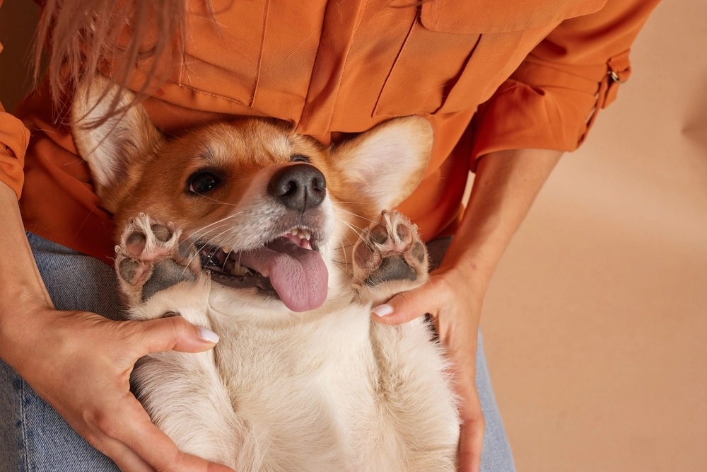 Pembroke,Welsh,Corgi,