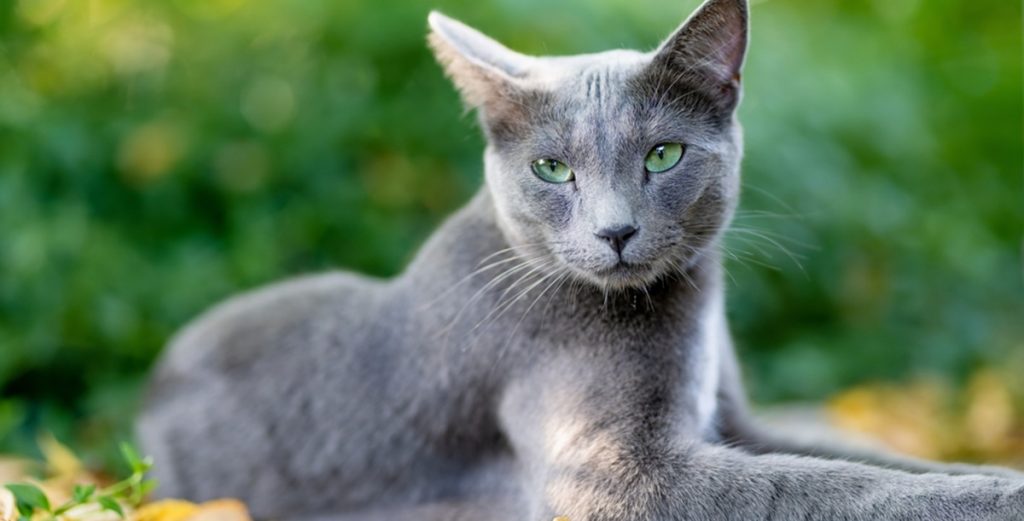 Young,Playful,Russian,Blue,Cat,Relaxing,In,The,Backyard.,Gorgeous