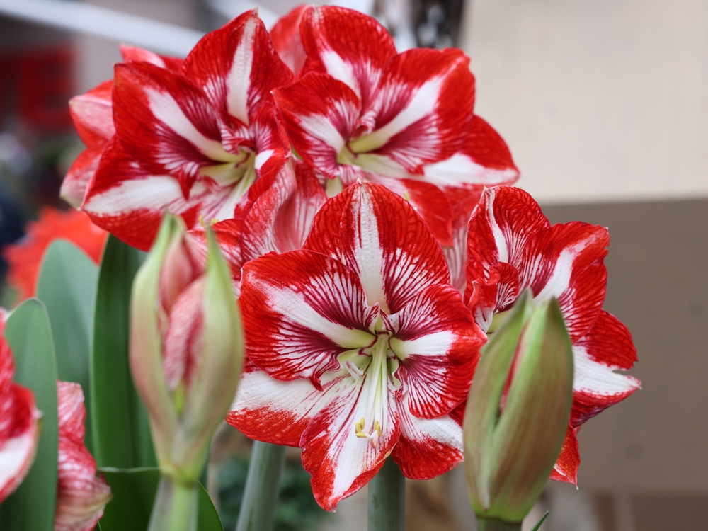 Amaryllis