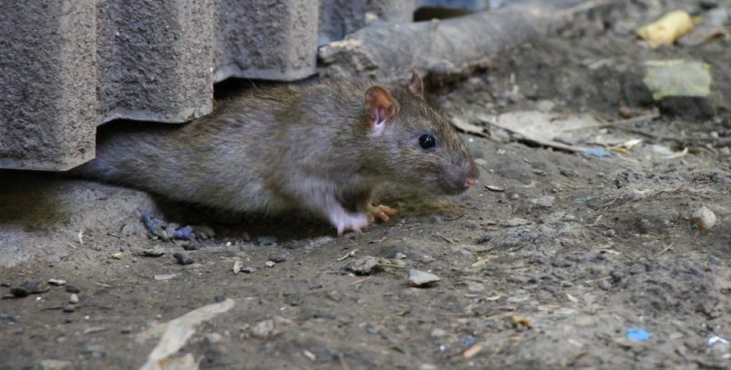 “The Rats Are Running Scared!”: NYC’s Trash Revolution Mocked Online