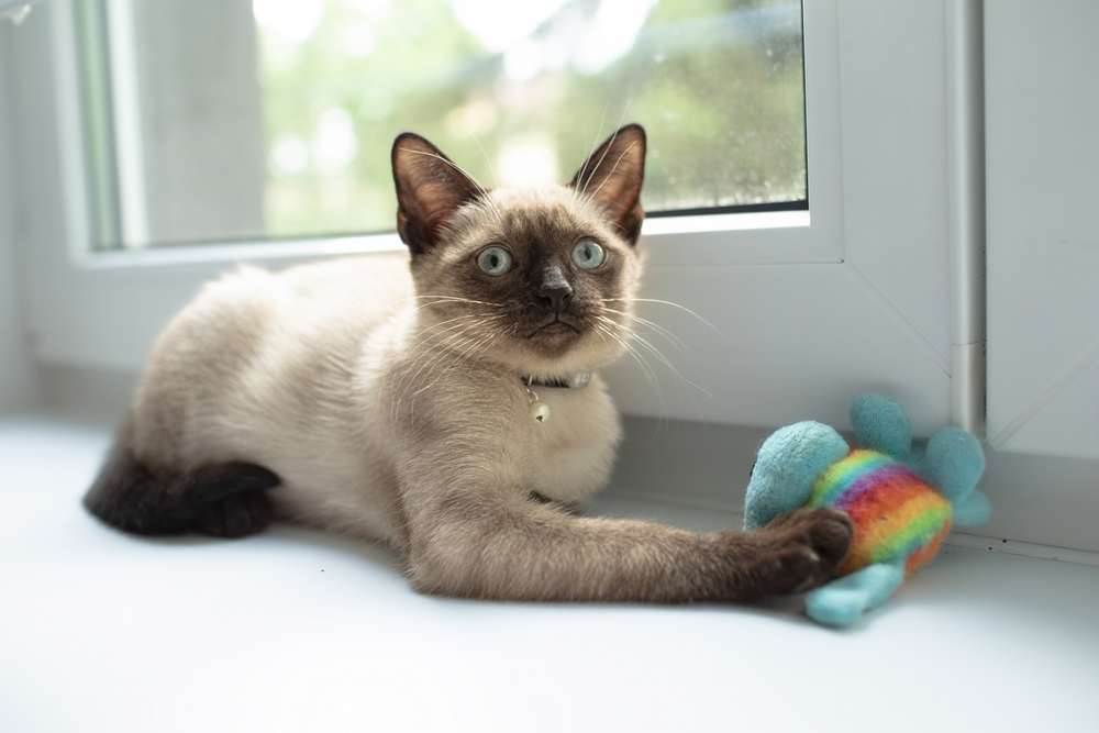 Siamese cat, kat
