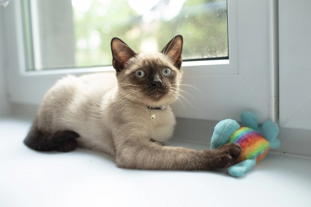 Siamese cat, kat