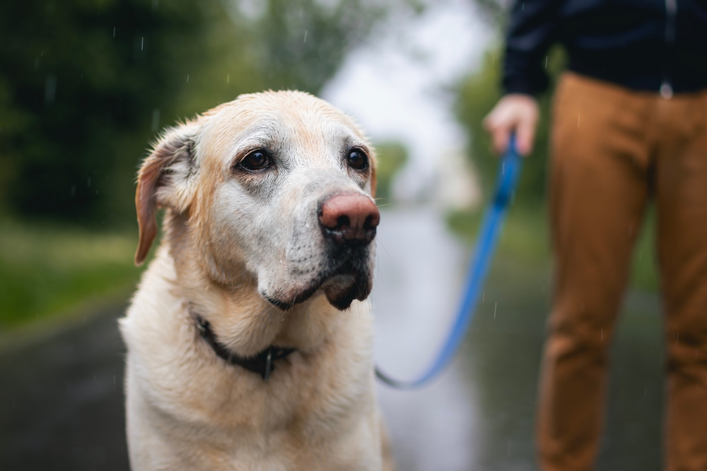 Walk,Labrador,Retriever,dog,hund,gåtur