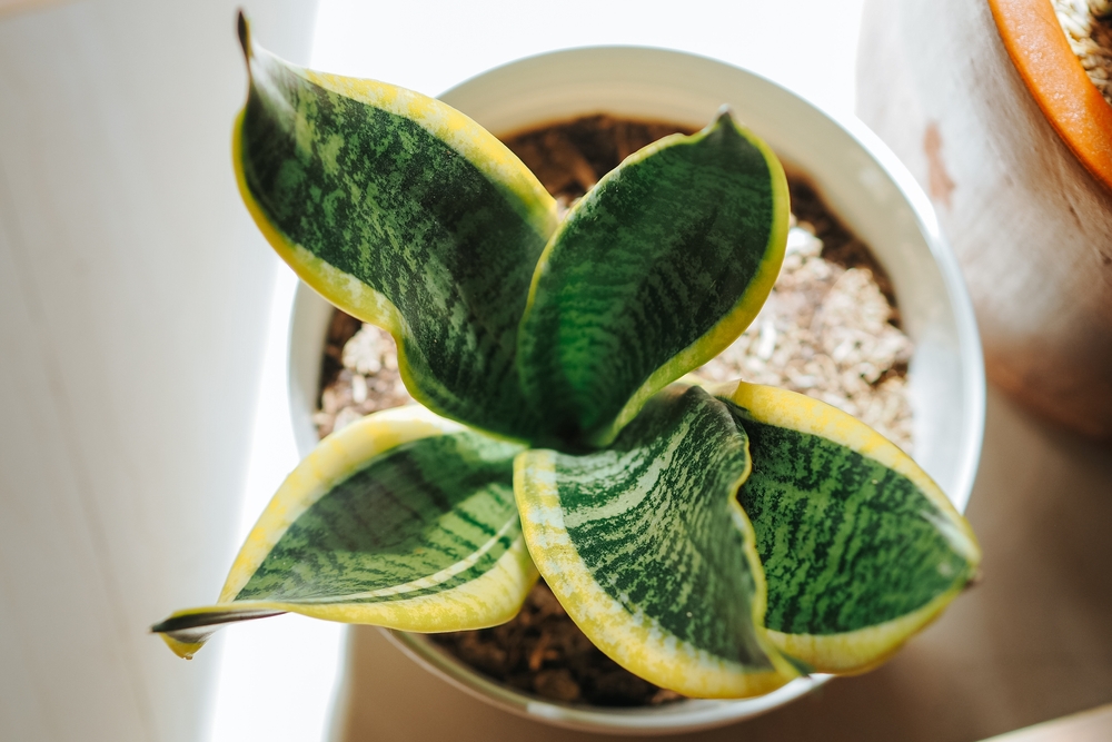 Snake Plant