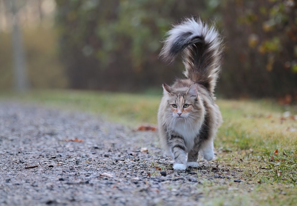cat, kat, Katze