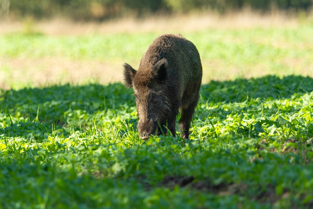 Wild,Boar, Wildschwein, vildsvin