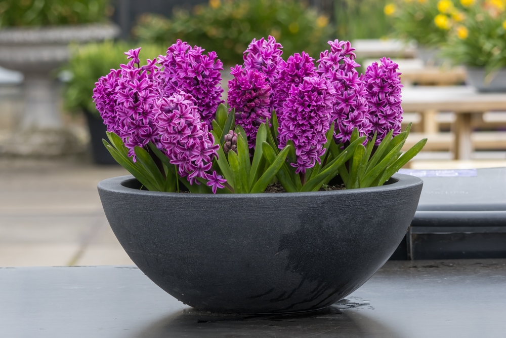 Hyacinth