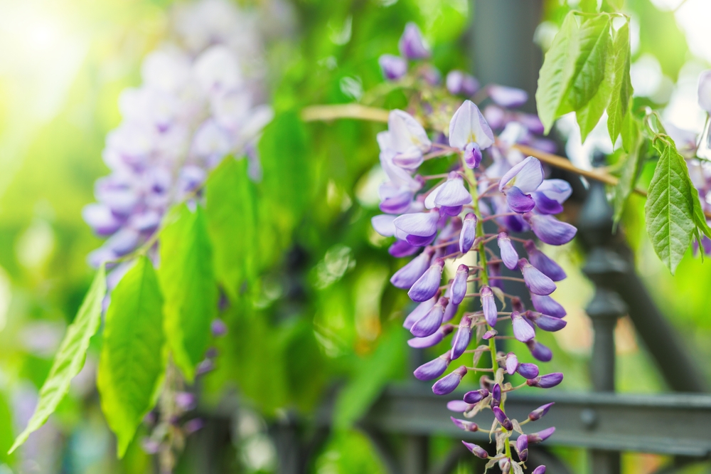 Blåregn, Blooming,Purple,Wisteria,Drapes,Vibrant,Springtime,Outdoors,Park