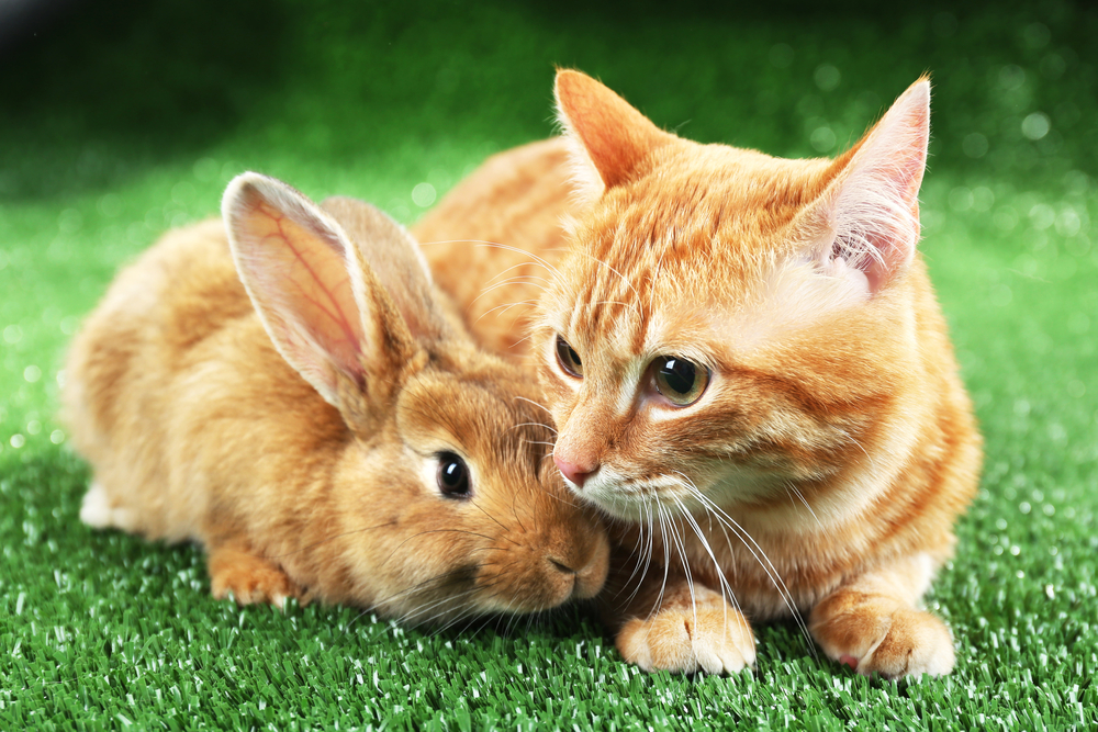 Red,Cat,And,Rabbit,bunny,rød,kat,kanin