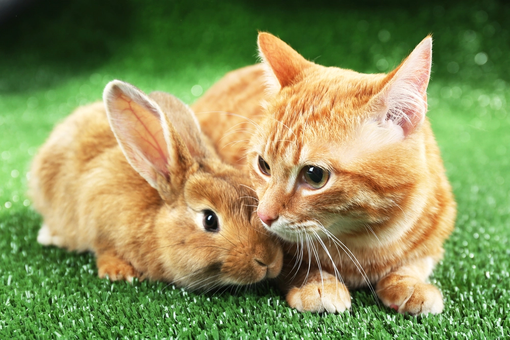 Red,Cat,And,Rabbit,bunny,rød,kat,kanin