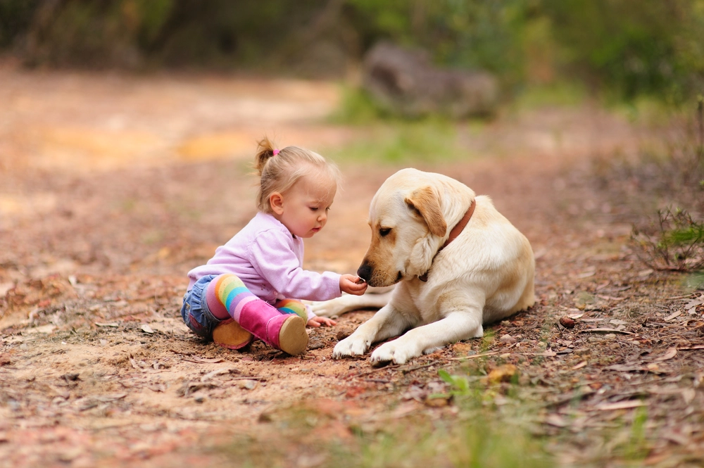 Labrador,Retriever,dog,hund,girl,pige