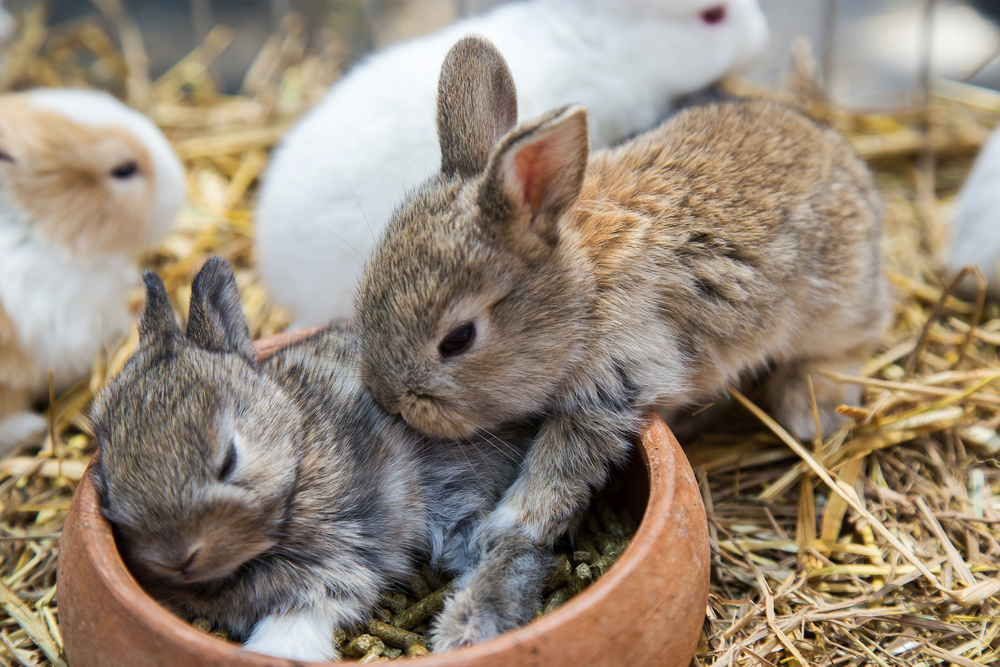 Rabbits,Sbunny,baby,kaninunge