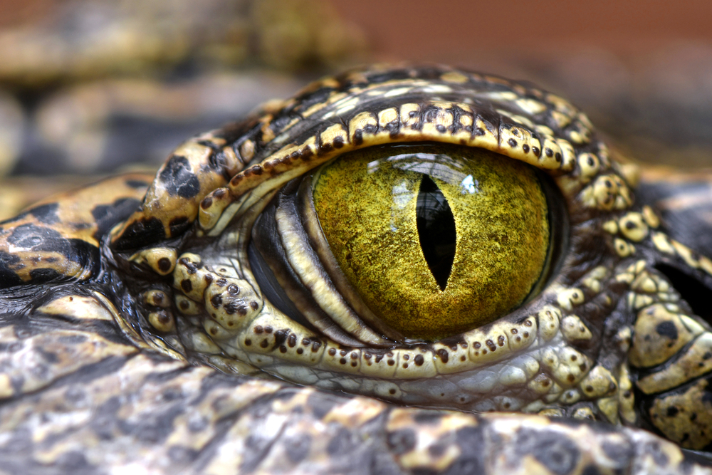 Alligator, Crocodile,