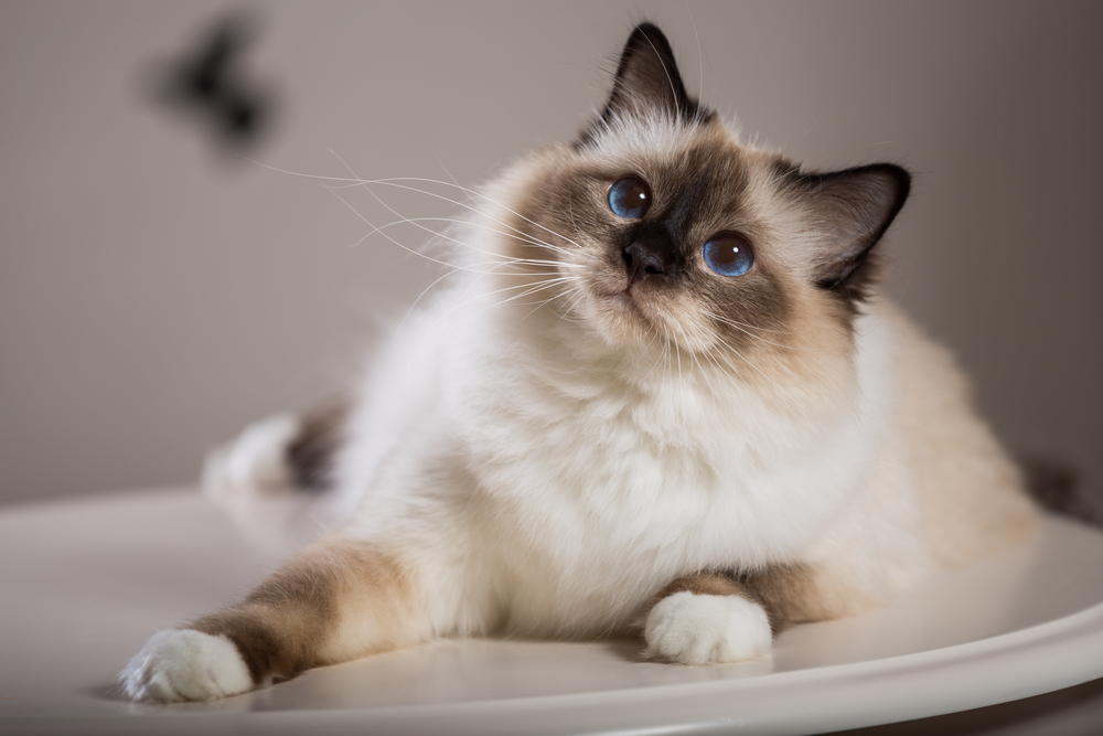 kat, cat, katze