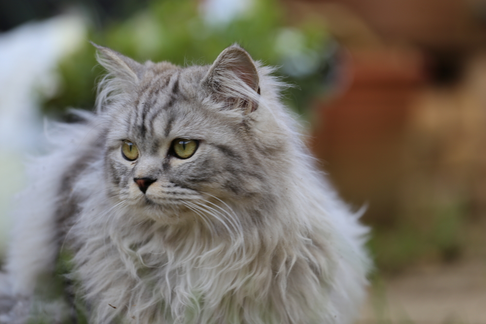 Persian,Cat, kat