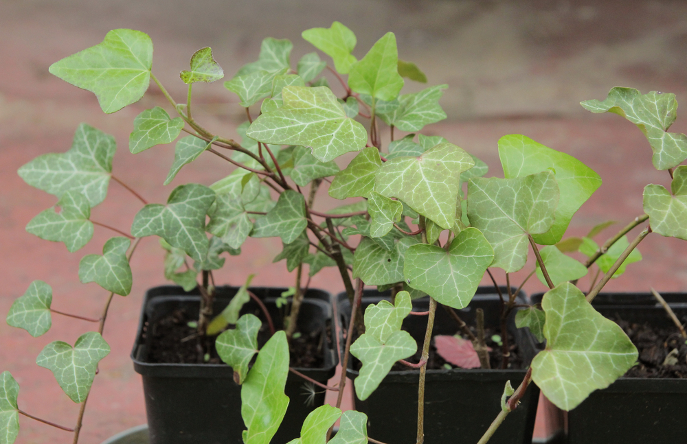 English Ivy
