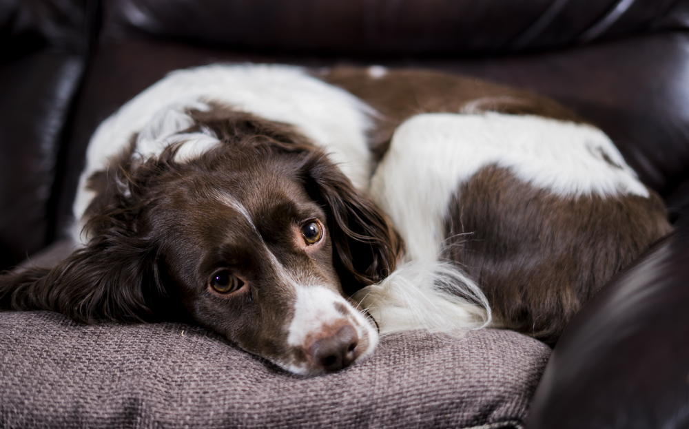 English,Springer,Spaniel,engelsk,hund