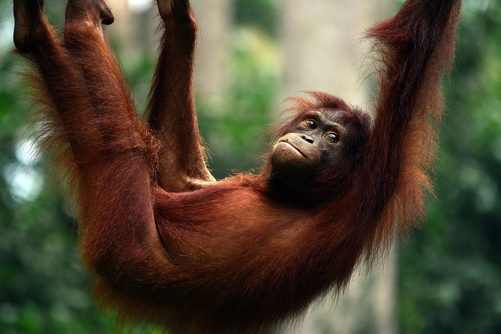 Orangutan