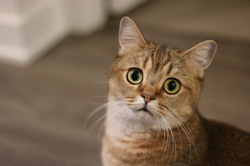 cat, kat, Katze