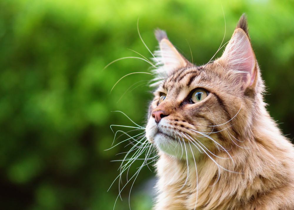 cat, kat, Katze