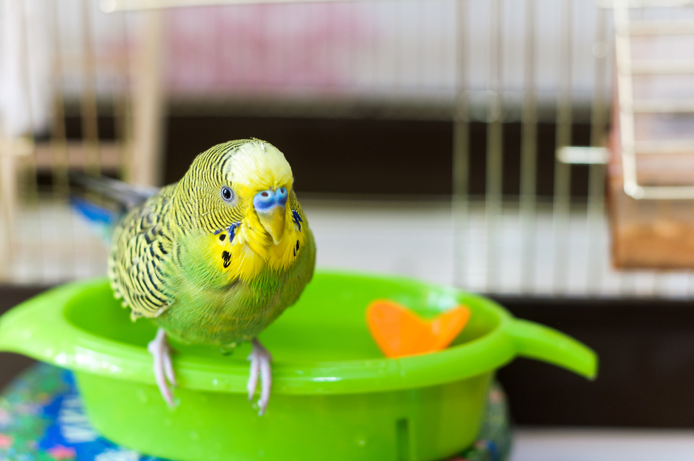 Budgerigar,On,The,Bird,Cage.,Funny,Wet,Green,Budgie,Parrot