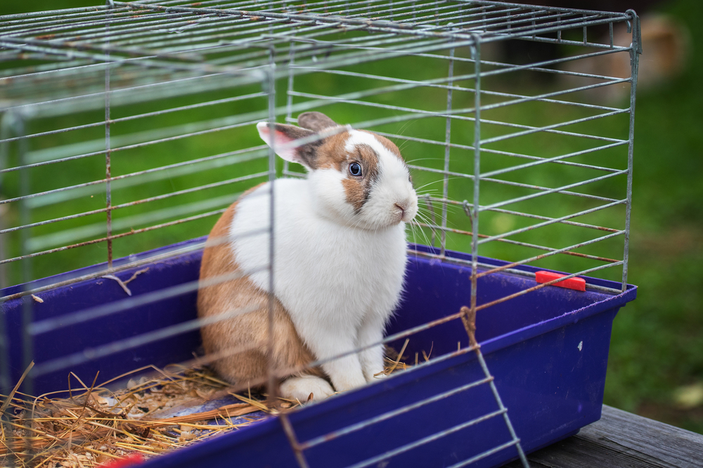 Rabbit,cage,kanin,bur