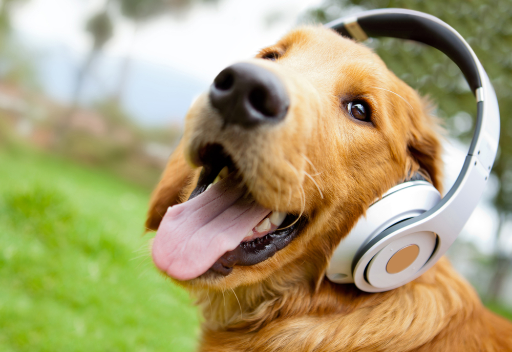 Dog,Music,hund,musik