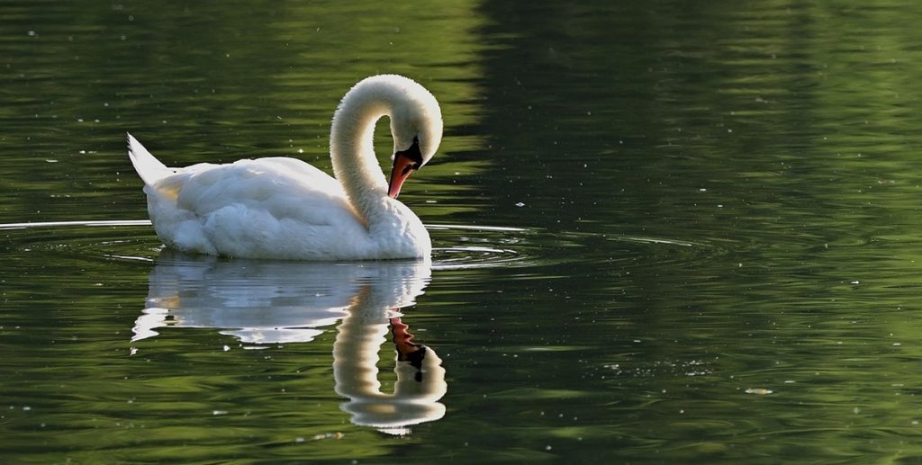 swan, lake, sø