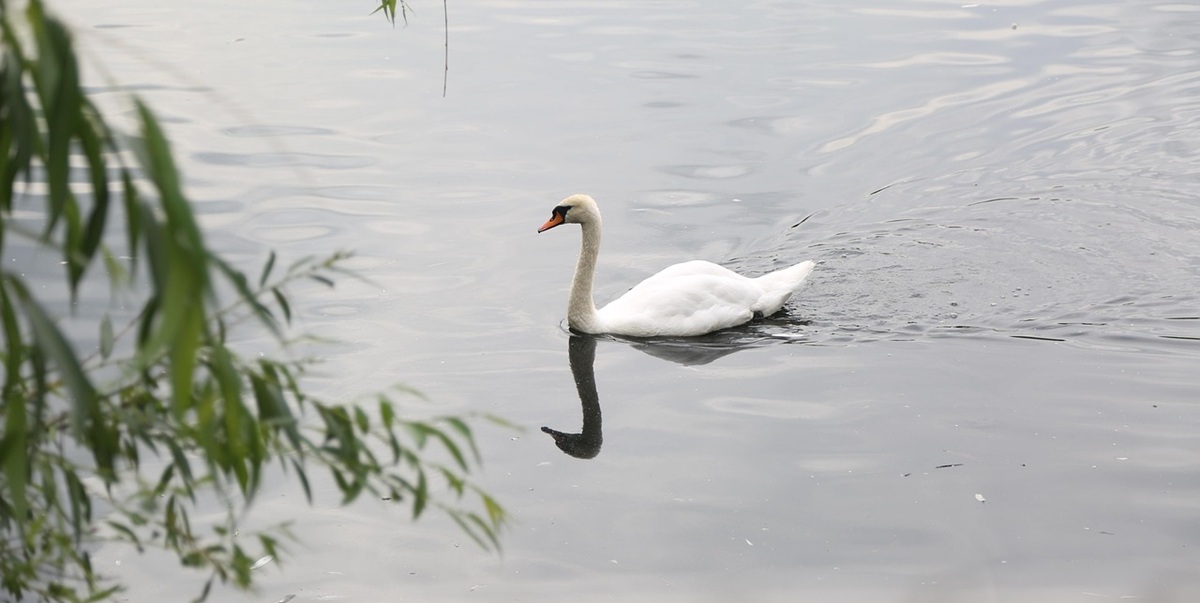 swan, lake, sø