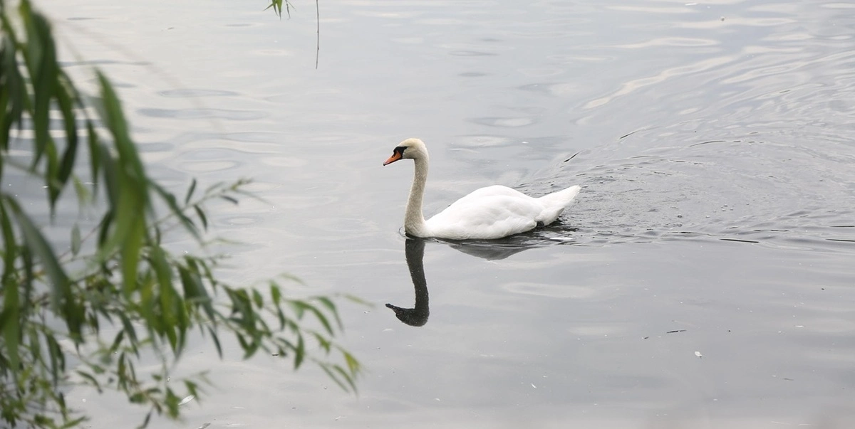 swan, lake, s&oslash;