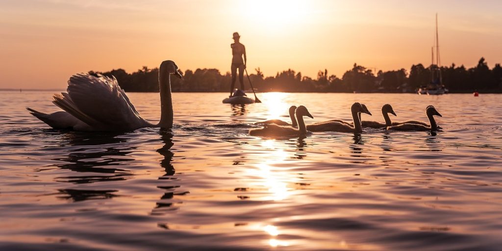 swans, lake, ø