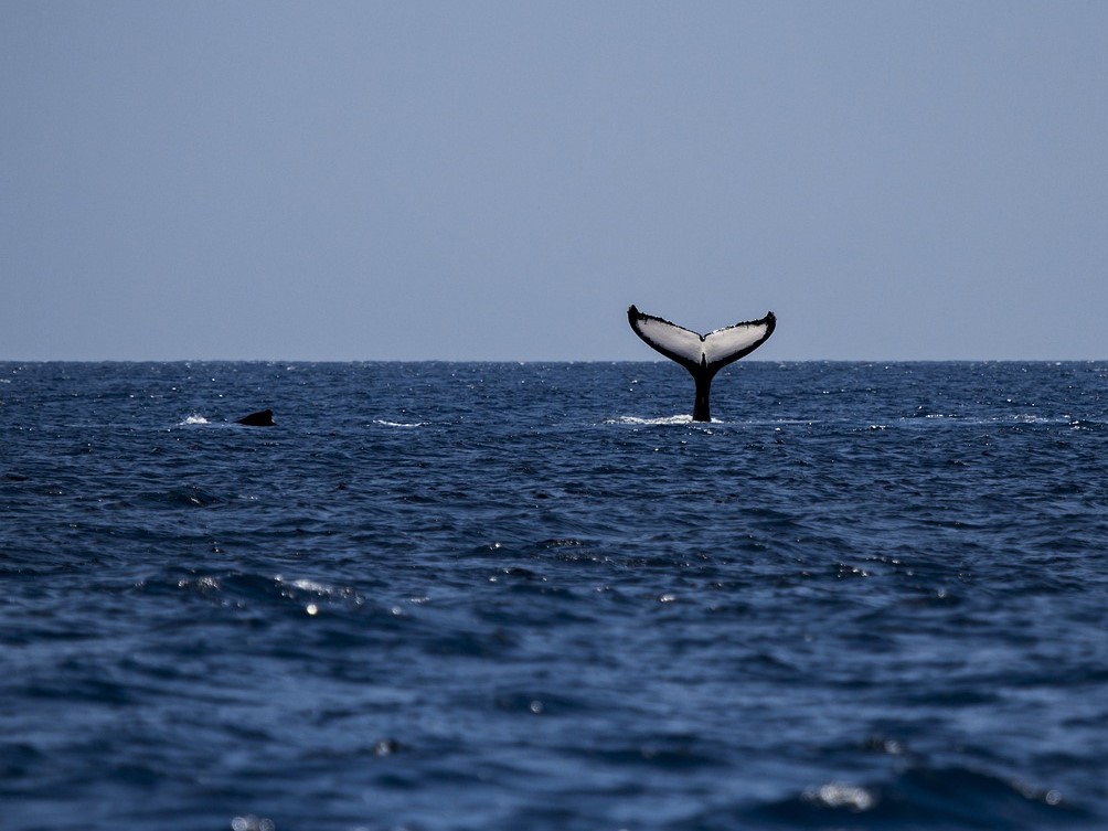 humpback whale